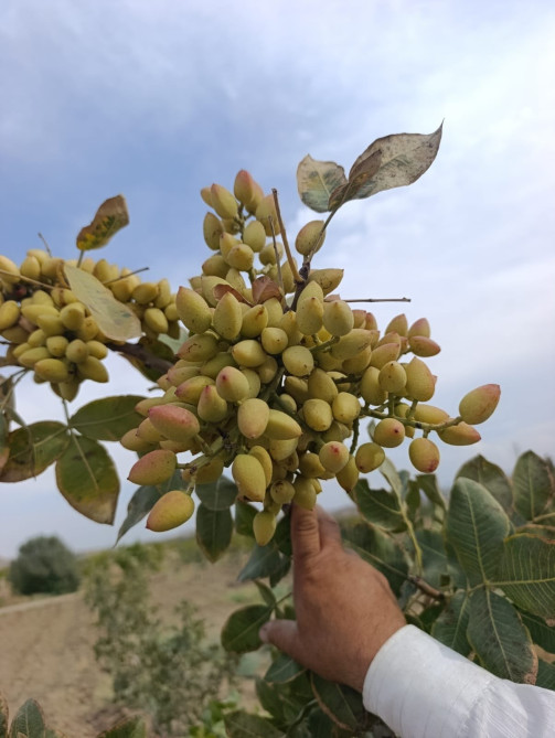 Toxum tədarükünə başlanılıb