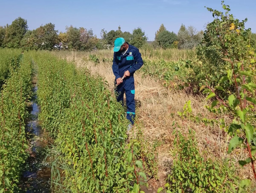Tinglik sahələrində mövsümi işlər davam etdirilir